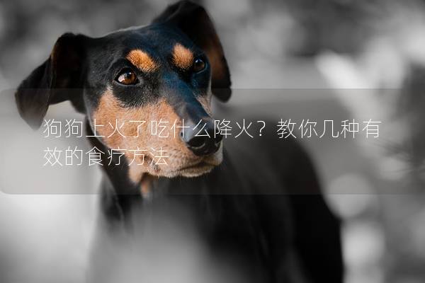 狗狗上火了吃什么降火？教你几种有效的食疗方法