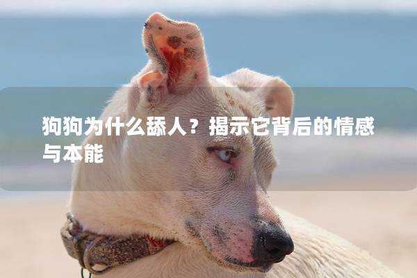狗狗为什么舔人？揭示它背后的情感与本能