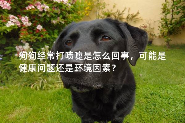 狗狗经常打喷嚏是怎么回事，可能是健康问题还是环境因素？
