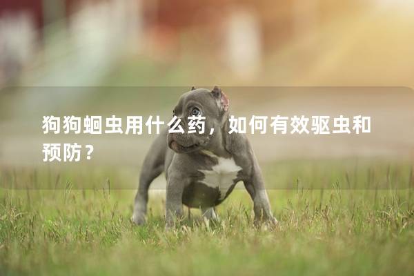 狗狗蛔虫用什么药，如何有效驱虫和预防？