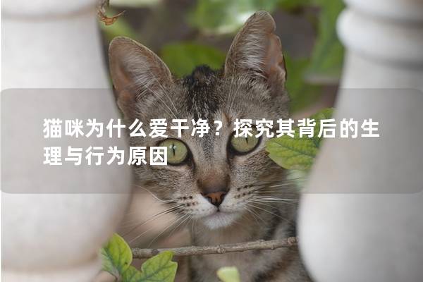 猫咪为什么爱干净？探究其背后的生理与行为原因