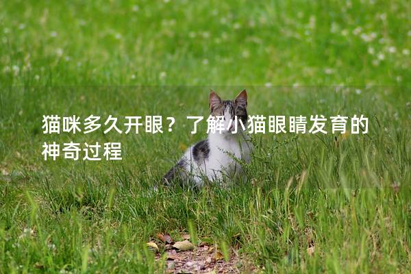 猫咪多久开眼？了解小猫眼睛发育的神奇过程