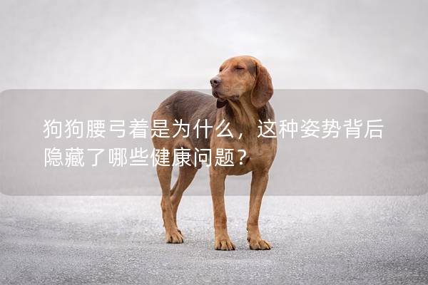狗狗腰弓着是为什么，这种姿势背后隐藏了哪些健康问题？