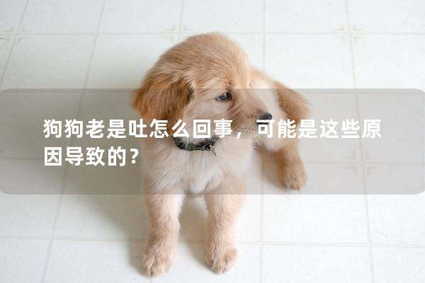 狗狗老是吐怎么回事，可能是这些原因导致的？