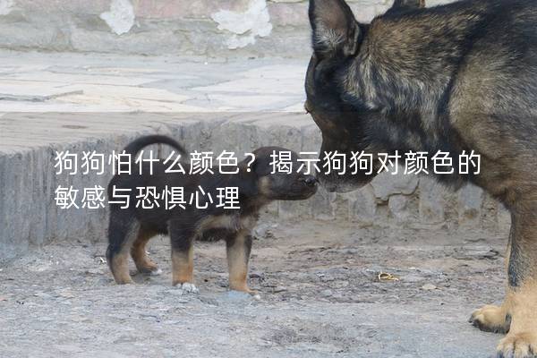 狗狗怕什么颜色？揭示狗狗对颜色的敏感与恐惧心理