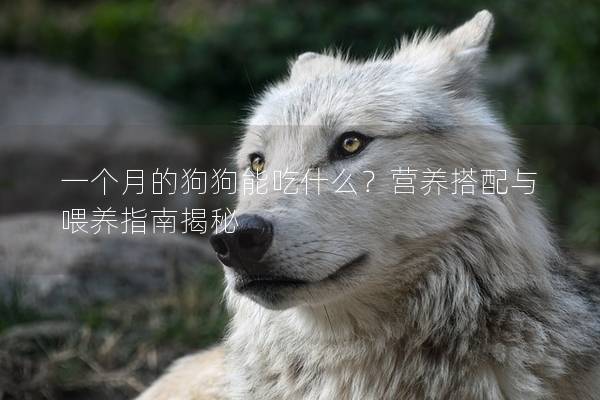 一个月的狗狗能吃什么？营养搭配与喂养指南揭秘