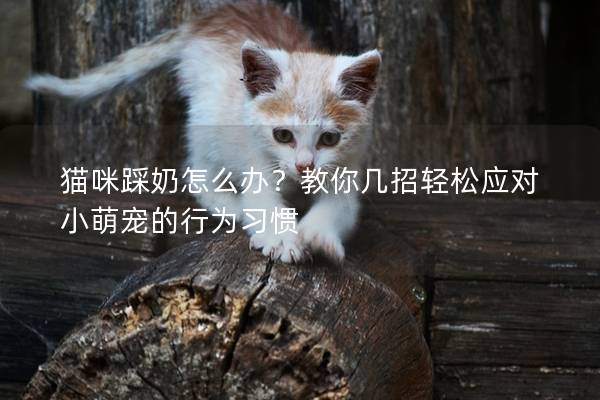 猫咪踩奶怎么办？教你几招轻松应对小萌宠的行为习惯