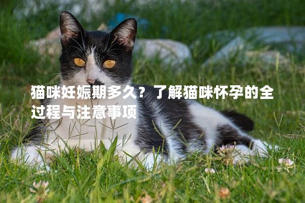 猫咪妊娠期多久？了解猫咪怀孕的全过程与注意事项