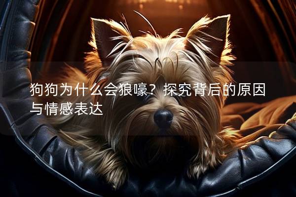 狗狗为什么会狼嚎？探究背后的原因与情感表达
