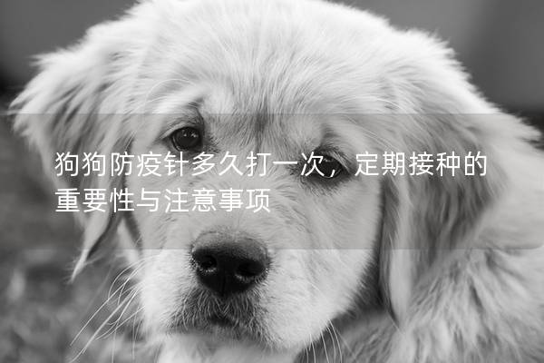 狗狗防疫针多久打一次，定期接种的重要性与注意事项
