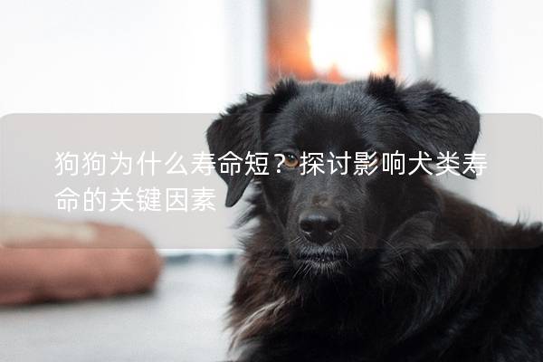 狗狗为什么寿命短？探讨影响犬类寿命的关键因素