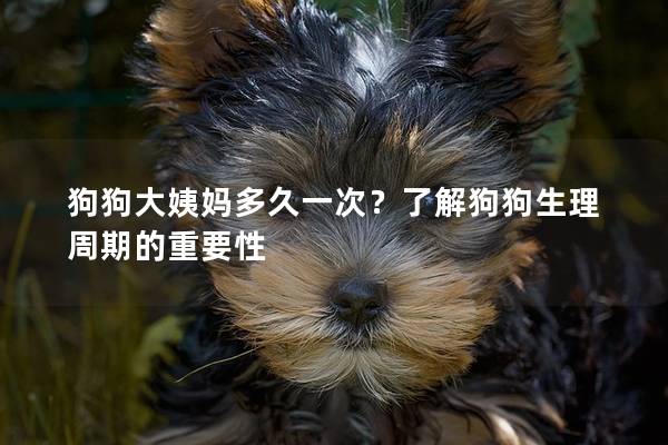 狗狗大姨妈多久一次？了解狗狗生理周期的重要性