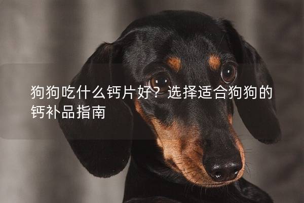 狗狗吃什么钙片好？选择适合狗狗的钙补品指南