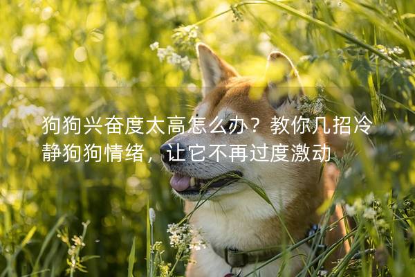 狗狗兴奋度太高怎么办？教你几招冷静狗狗情绪，让它不再过度激动