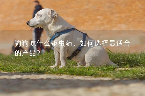 狗狗吃什么驱虫药，如何选择最适合的产品？
