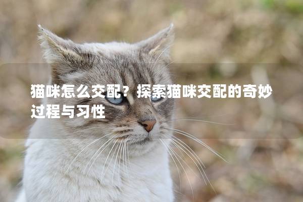 猫咪怎么交配？探索猫咪交配的奇妙过程与习性