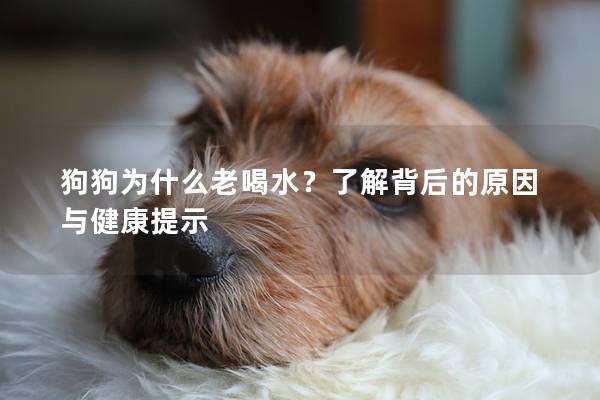 狗狗为什么老喝水？了解背后的原因与健康提示