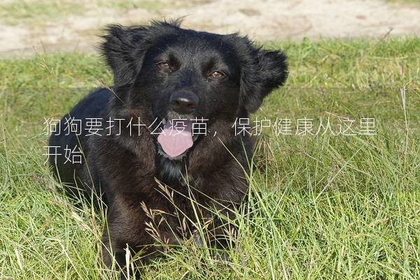 狗狗要打什么疫苗，保护健康从这里开始