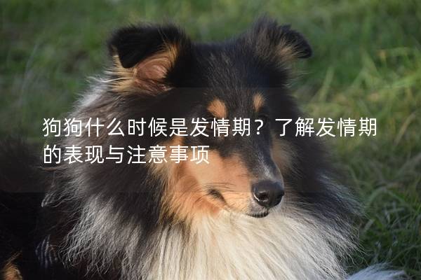 狗狗什么时候是发情期？了解发情期的表现与注意事项