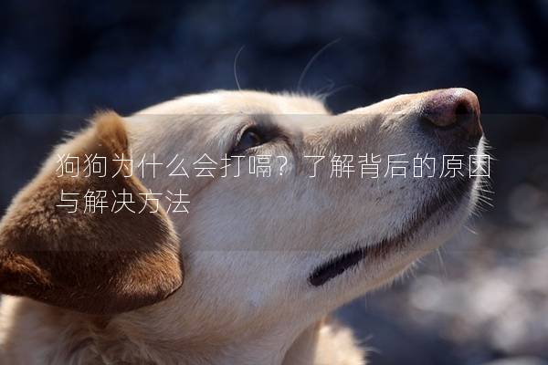 狗狗为什么会打嗝？了解背后的原因与解决方法