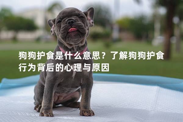 狗狗护食是什么意思？了解狗狗护食行为背后的心理与原因