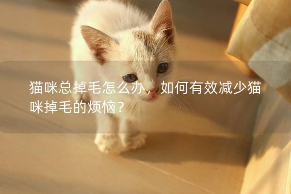 猫咪总掉毛怎么办，如何有效减少猫咪掉毛的烦恼？