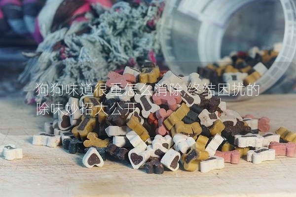 狗狗味道很重怎么消除,终结困扰的除味妙招大公开