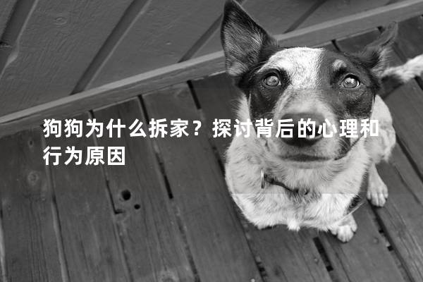 狗狗为什么拆家？探讨背后的心理和行为原因