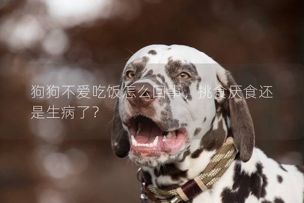 狗狗不爱吃饭怎么回事，挑食厌食还是生病了？