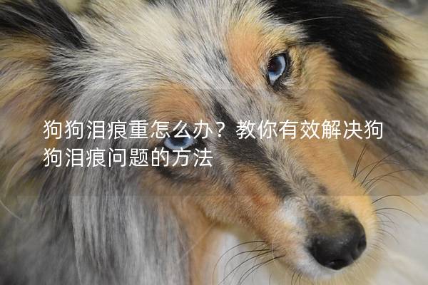 狗狗泪痕重怎么办？教你有效解决狗狗泪痕问题的方法