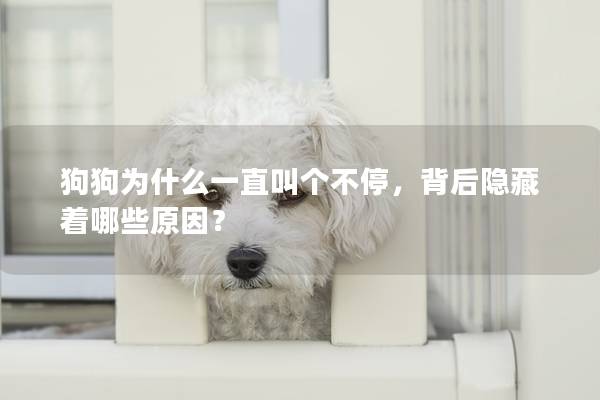 狗狗为什么一直叫个不停，背后隐藏着哪些原因？