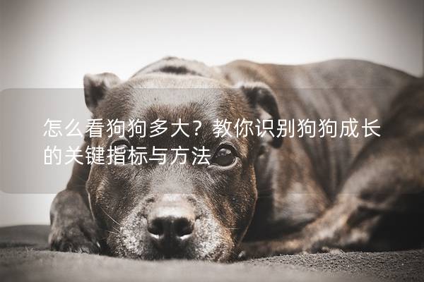 怎么看狗狗多大？教你识别狗狗成长的关键指标与方法