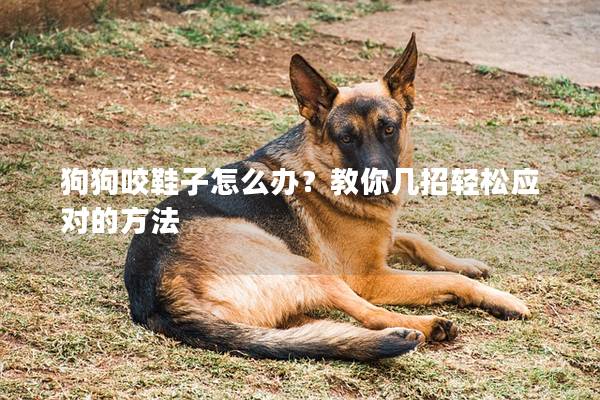 狗狗咬鞋子怎么办？教你几招轻松应对的方法