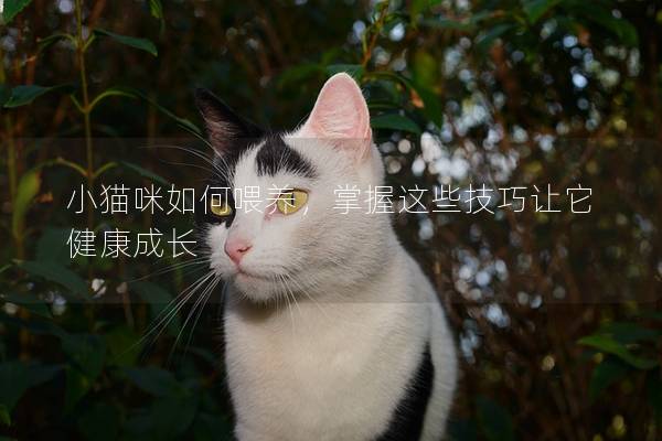 小猫咪如何喂养，掌握这些技巧让它健康成长