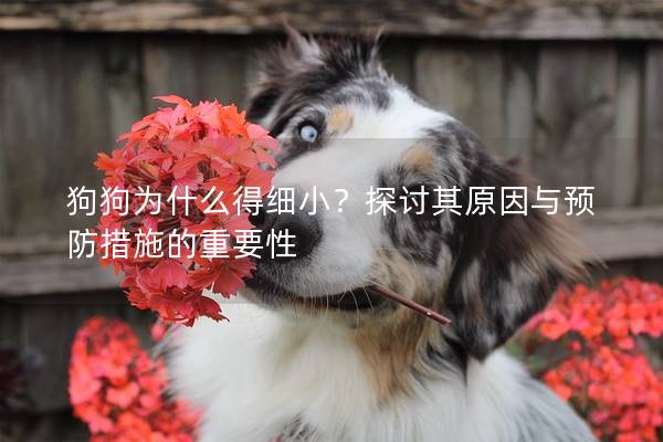 狗狗为什么得细小？探讨其原因与预防措施的重要性