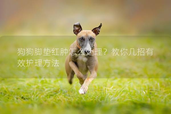 狗狗脚垫红肿怎么处理？教你几招有效护理方法