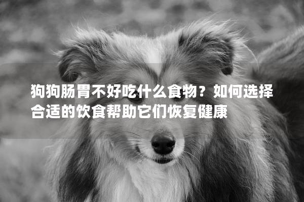 狗狗肠胃不好吃什么食物？如何选择合适的饮食帮助它们恢复健康