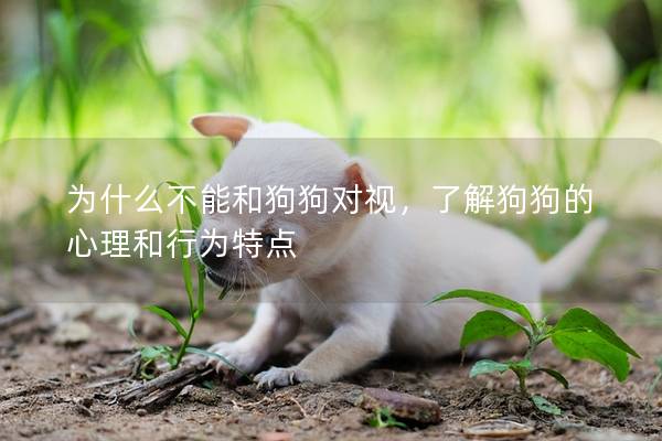 为什么不能和狗狗对视，了解狗狗的心理和行为特点
