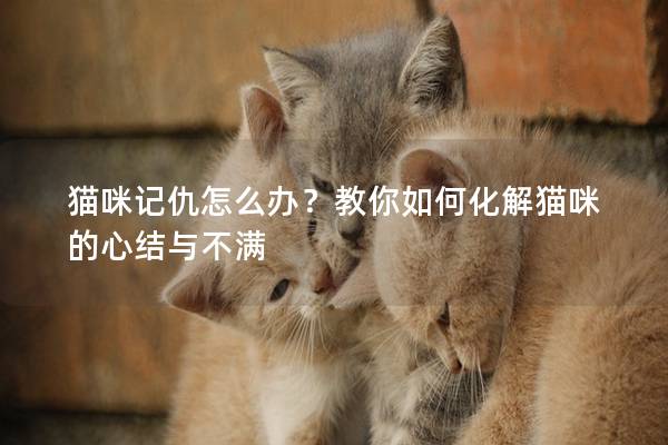 猫咪记仇怎么办？教你如何化解猫咪的心结与不满