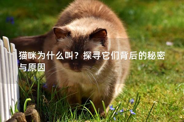猫咪为什么叫？探寻它们背后的秘密与原因