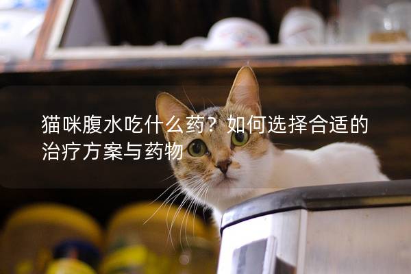 猫咪腹水吃什么药？如何选择合适的治疗方案与药物