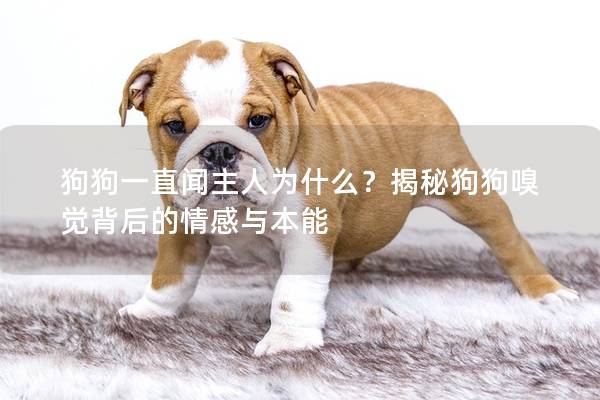 狗狗一直闻主人为什么？揭秘狗狗嗅觉背后的情感与本能