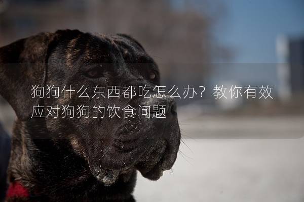 狗狗什么东西都吃怎么办？教你有效应对狗狗的饮食问题