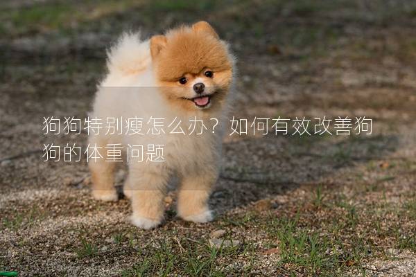 狗狗特别瘦怎么办？如何有效改善狗狗的体重问题