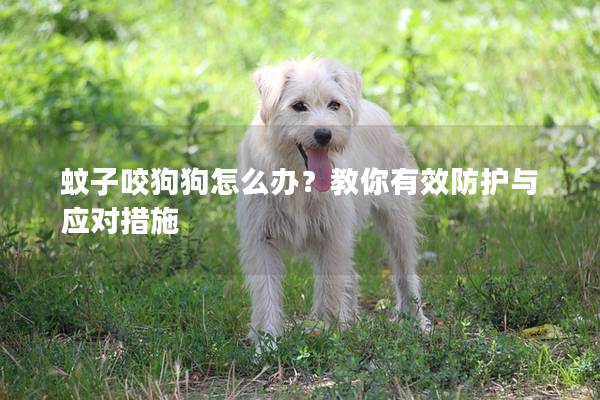 蚊子咬狗狗怎么办？教你有效防护与应对措施