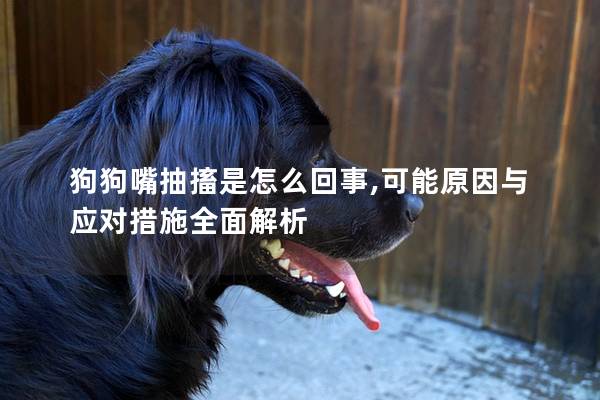 狗狗嘴抽搐是怎么回事,可能原因与应对措施全面解析