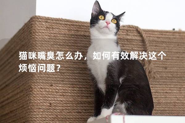 猫咪嘴臭怎么办，如何有效解决这个烦恼问题？