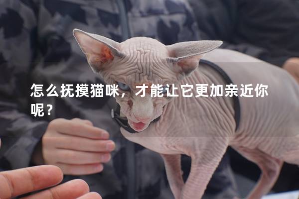 怎么抚摸猫咪，才能让它更加亲近你呢？