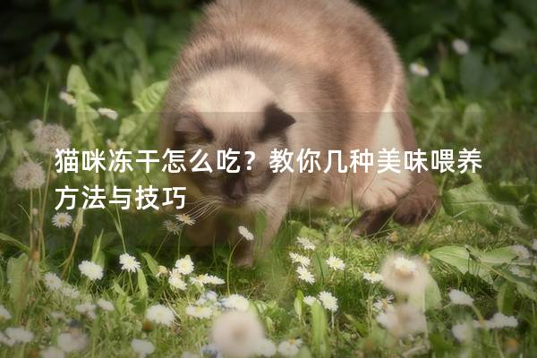 猫咪冻干怎么吃？教你几种美味喂养方法与技巧