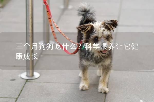 三个月狗狗吃什么？科学喂养让它健康成长